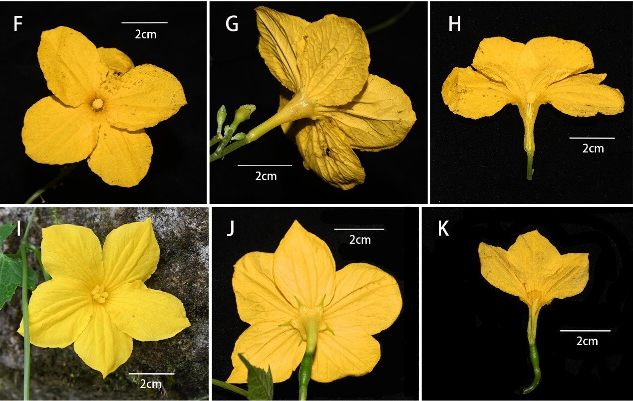 Scientists Discover New Cucurbitaceae Species Herpetospermum motuoensis in China