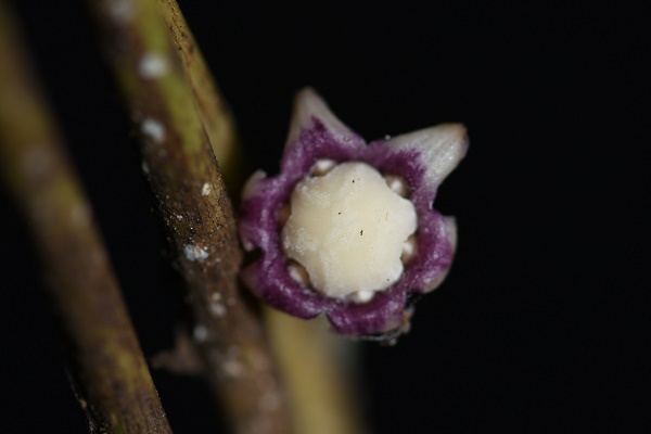 New Aspidistra Species Discovered in Karst Forests of Yunnan