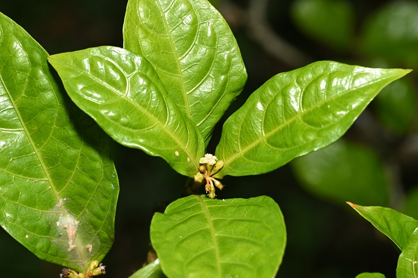 New Pantropical <em>Eumachia</em> Species Found in Yunnan