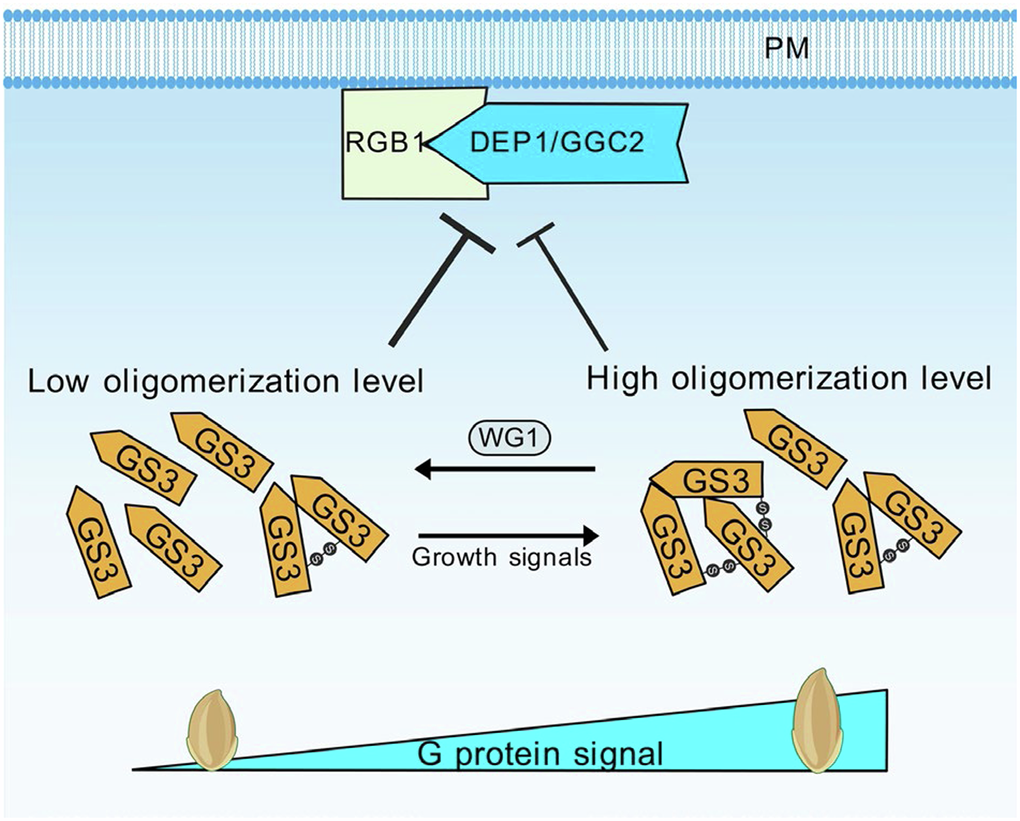 Unlocking G-protein Subunit GS3: How Redox Regulation Shapes Grain Size