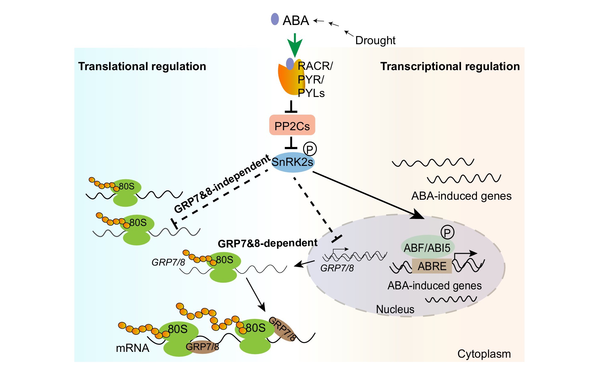 Researchers Unveil New Mechanism of GRP7 Mediating ABA-Regulated mRNA Translation Efficiency