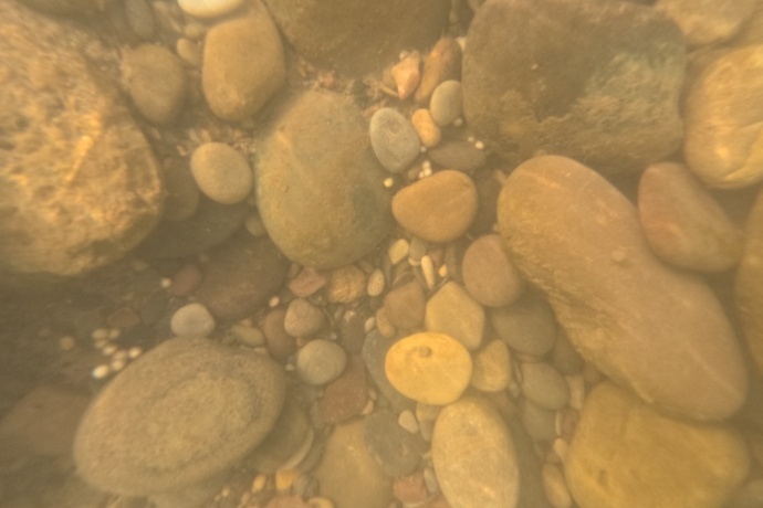 Critically Endangered Yangtze Sturgeon Successfully Reproduced in Wild After Decades of Efforts