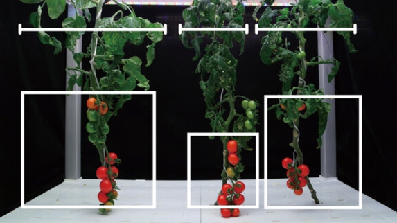 Researchers Edit Green Revolution Genes to Boost Tomato Production Efficiency for Vertical Farming