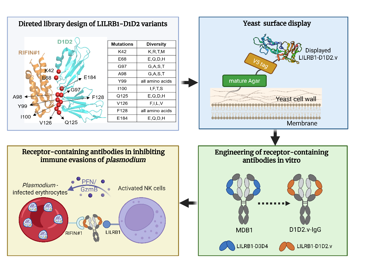 New Strategy Developed to Engineer High-affinity Receptor-containing Antibodies Against Malaria
