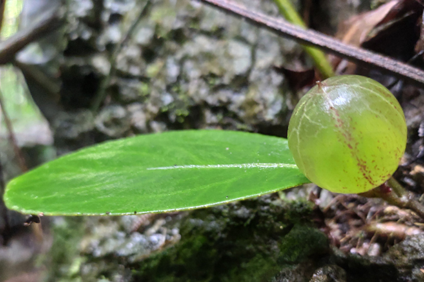 Scientists Discover Novel Womb-like Fluid Structure in Plant Buds to Protect Plants from Karst Stress