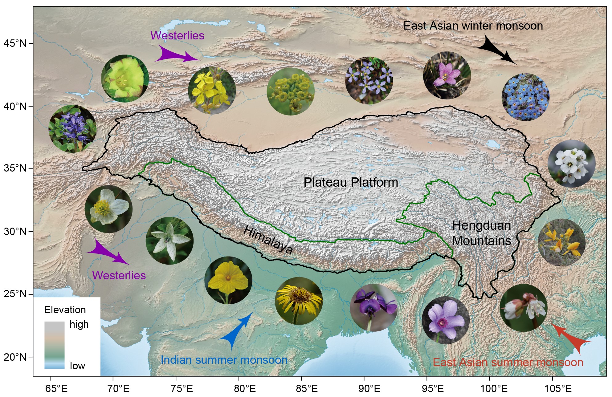 Scientists Reveal Timeline and Uneven Evolution of Endemic Flora on Qinghai-Tibet Plateau