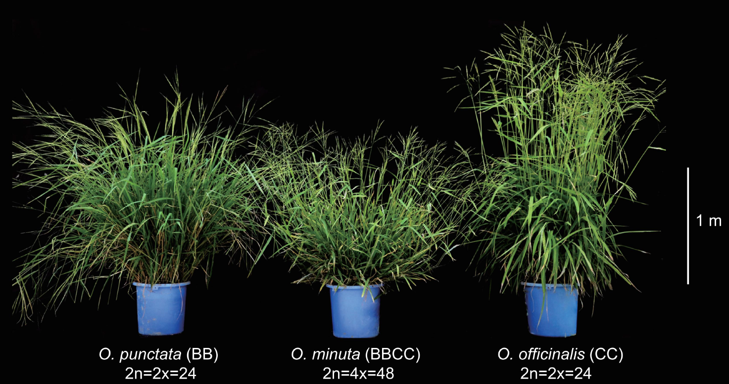 New Study Reveals Episodic and Gradual Patterns in Plant Diploidization Process