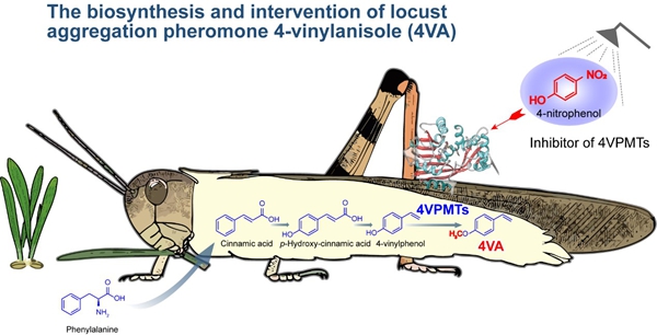 Chinese Researchers Uncover Mechanisms of Locust Swarming, Paving Way for Targeted Pest Control