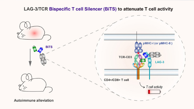 New Bispecific Antibody Exploits Immune Receptor Proximity to Control Autoimmunity