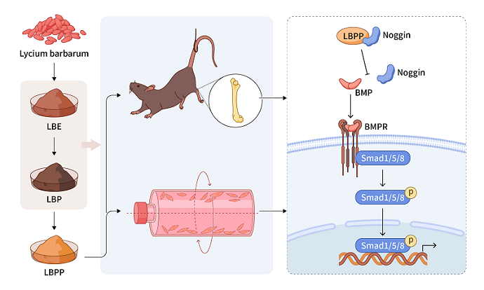 Traditional Herb Holds New Hope Against Bone Loss from Inactivity and Spaceflight