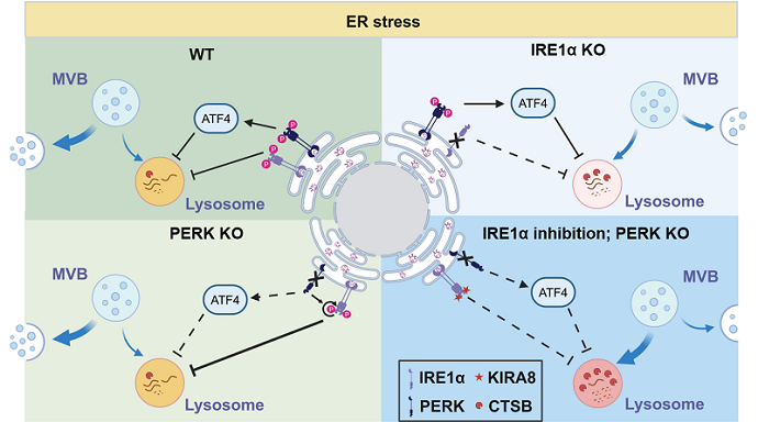 Unfolded Protein Response Promotes Exosome Release Under Stress