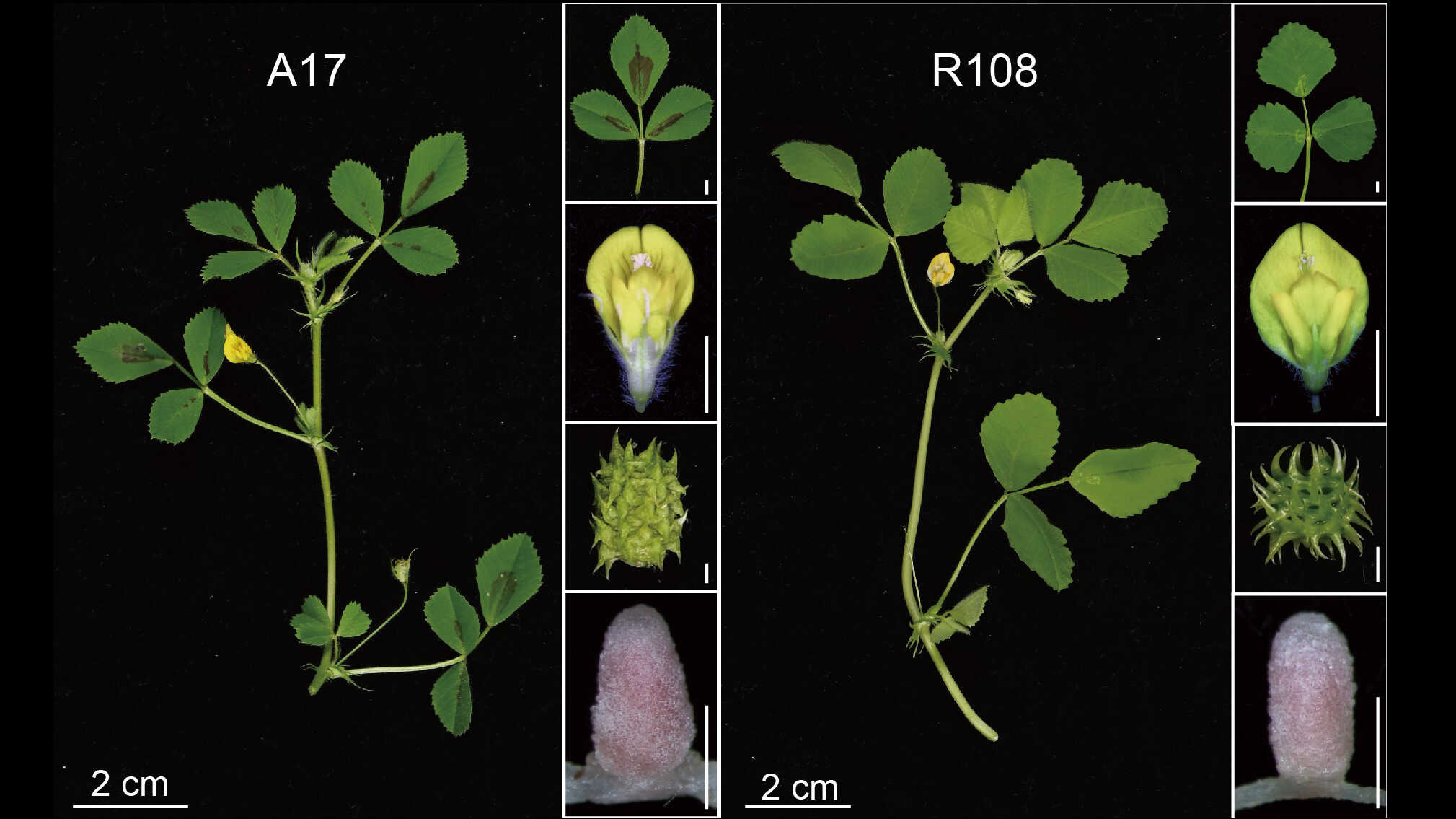 Telomere-to-Telomere Assembly of Two Medicago Genomes Uncovers Evolutionary Landscape of Plant Centromeres