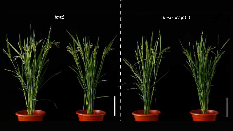 OsRqc1–OsVms1 Module Regulates Critical Sterility-Inducing Temperature in Rice