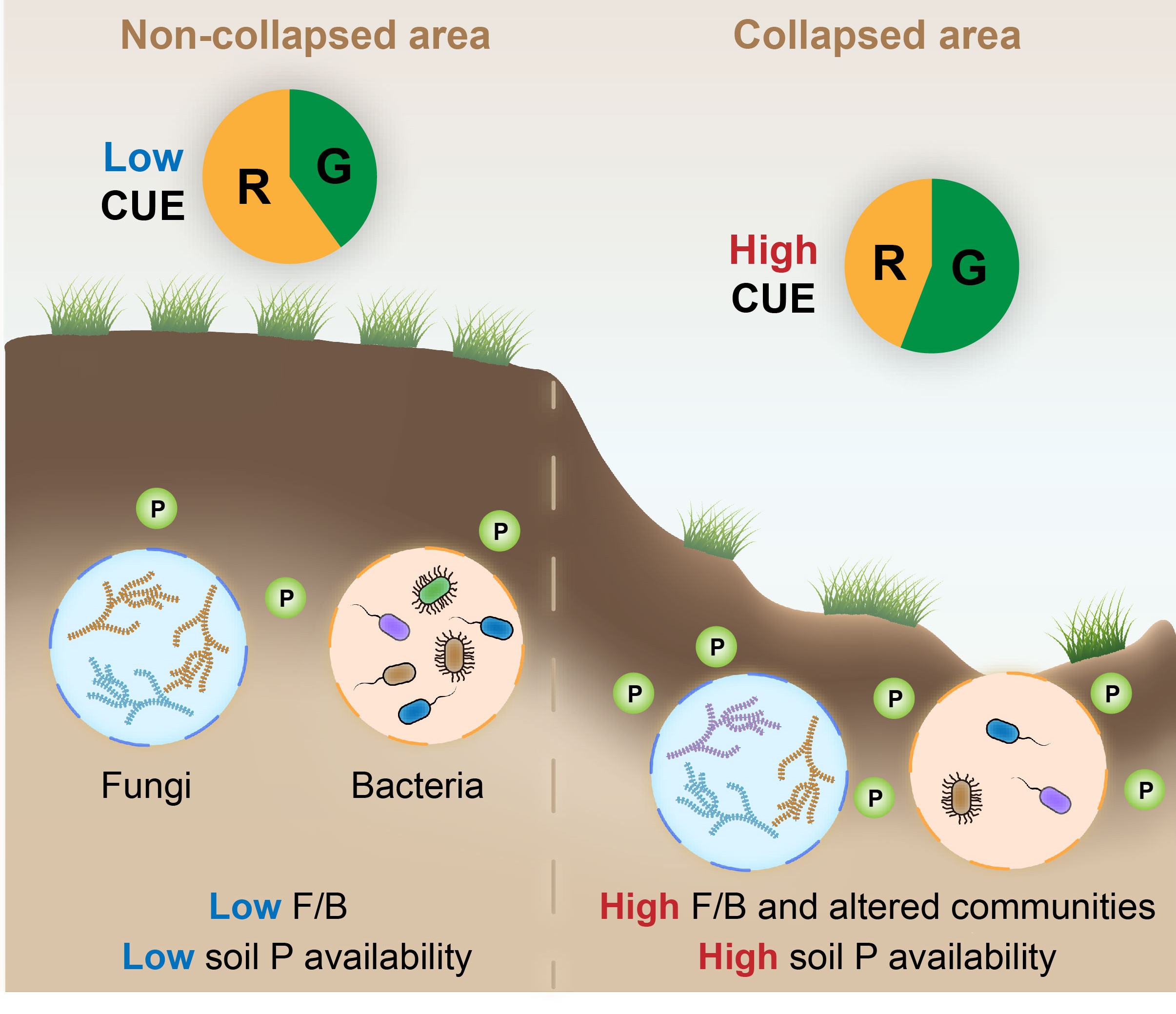 Researchers Identify Increased Microbial Carbon Use Efficiency upon Abrupt Permafrost Thaw