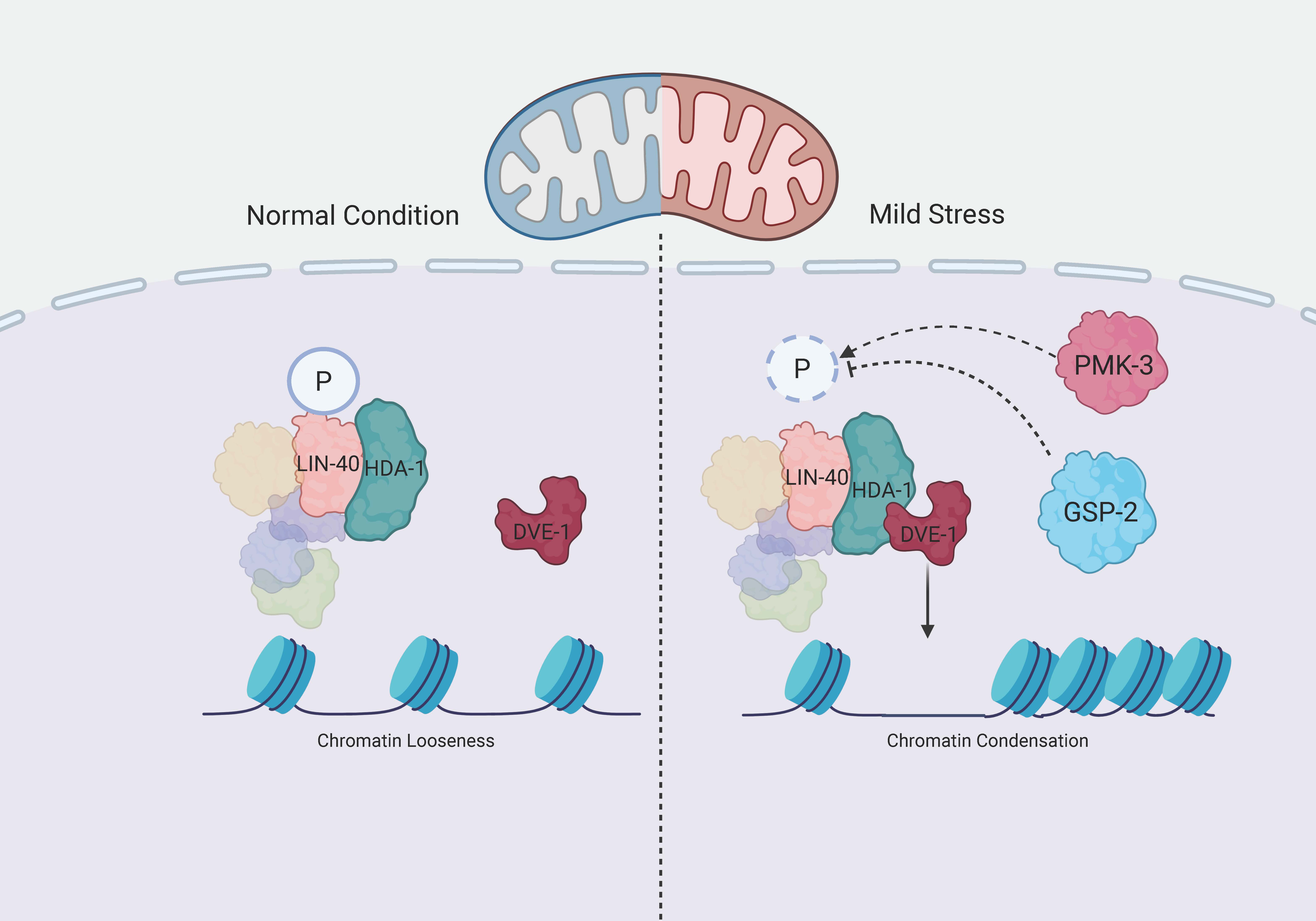 Mitochondrial Stress Regulates Phosphorylation of NuRD Component LIN-40 to Coordinate Chromatin Remodeling and Longevity