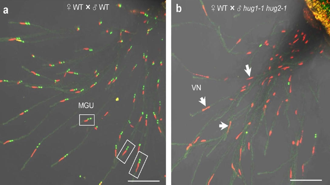 Scientists Uncover How Pollen 