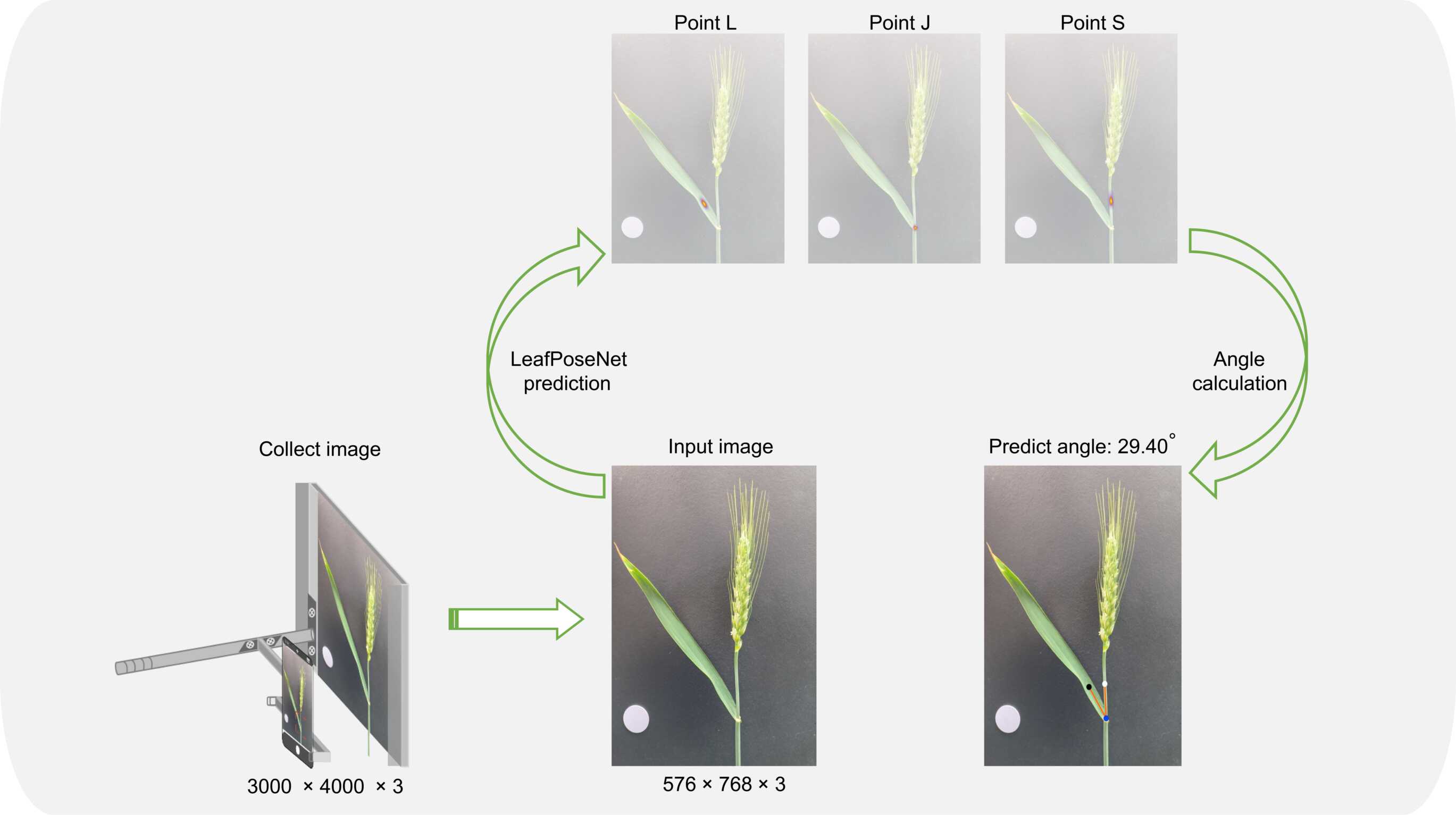 Deep Learning–based Method Enables Field Measurement of Flag Leaf Angle in Wheat