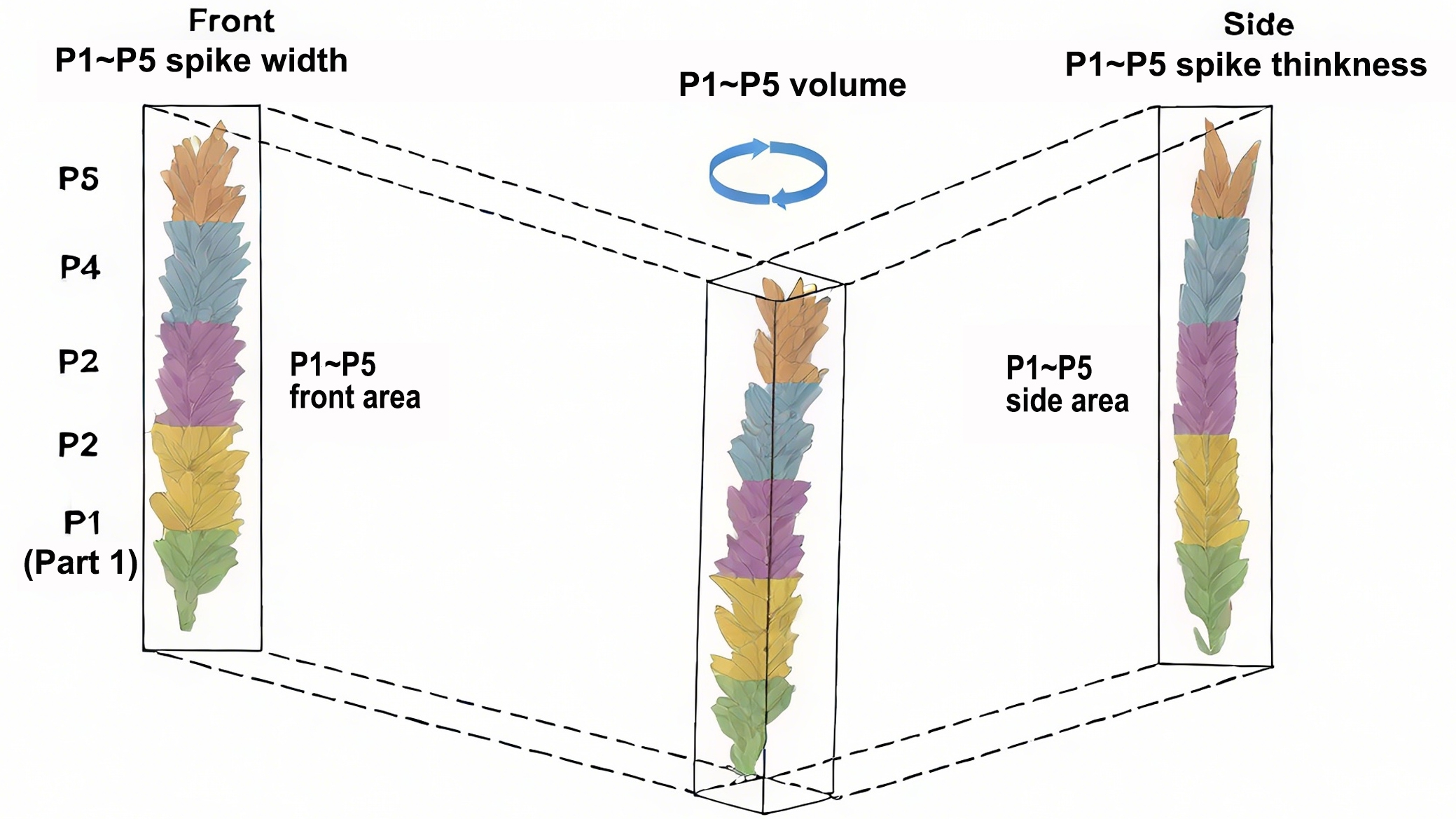 Researchers Uncover Genetic Basis of Wheat Spike Morphology Evolution Using High-throughput Phenotyping Platform