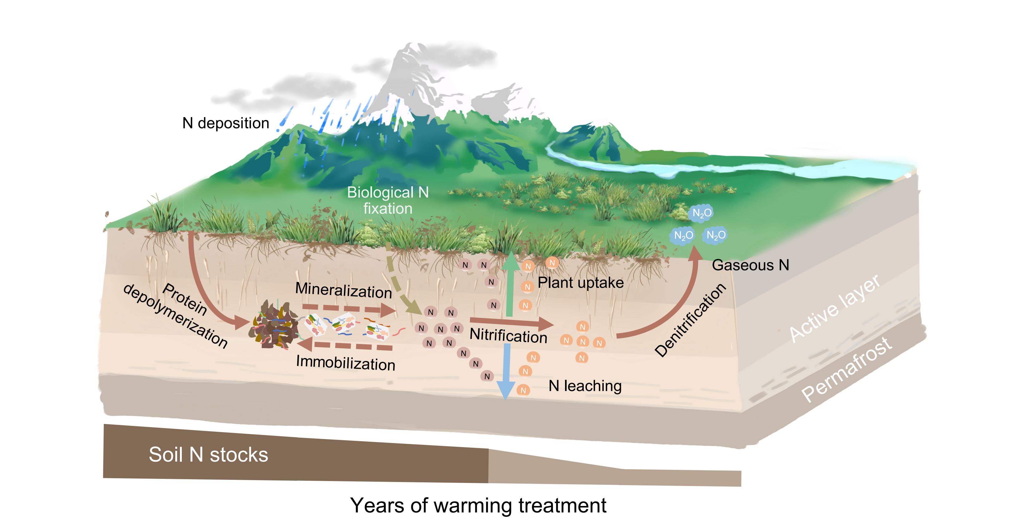 Decadal Warming Depletes Topsoil Nitrogen Stocks in Permafrost Ecosystems