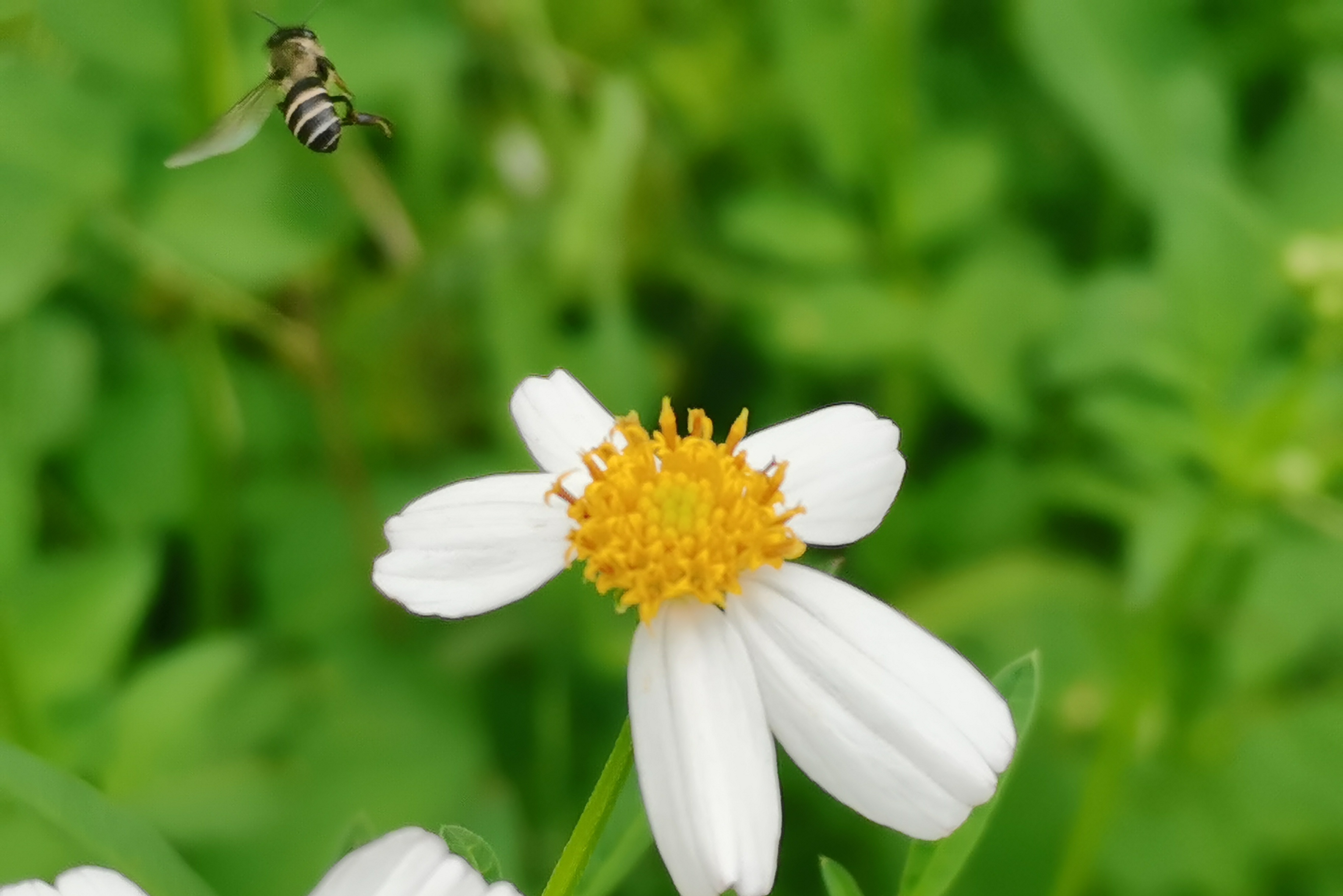 Honeybees Use Dance Communication to Form Expectations of Landscape