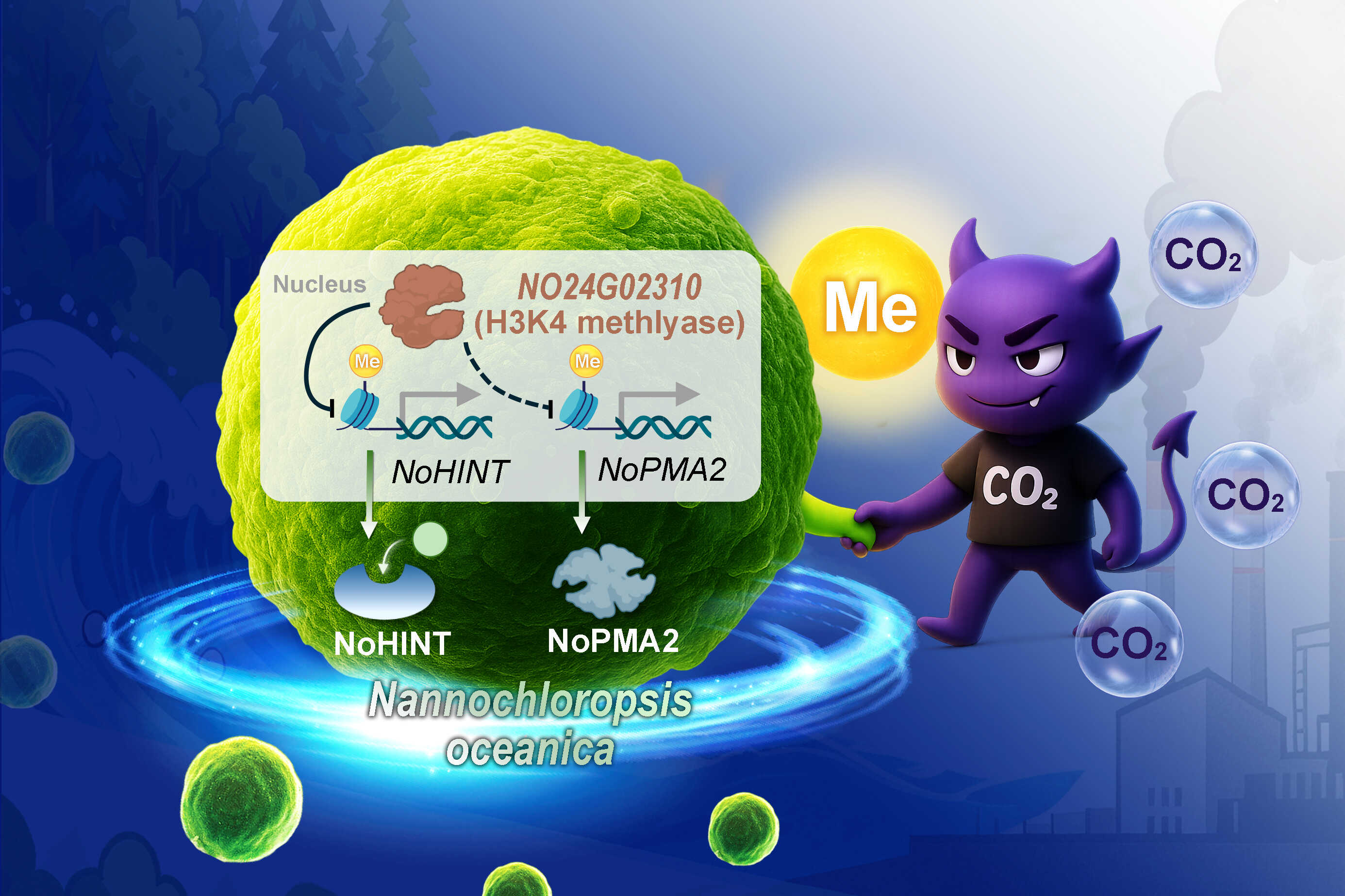 Researchers Identify Key Regulator for Microalgae's Low-CO<sub>2</sub> Adaptation