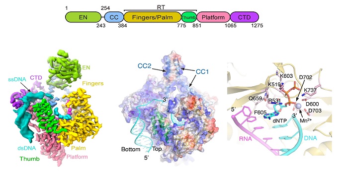 Scientists Reveal How Human Retrotransposon Enzyme Targets Structured DNA to Reshape Genome