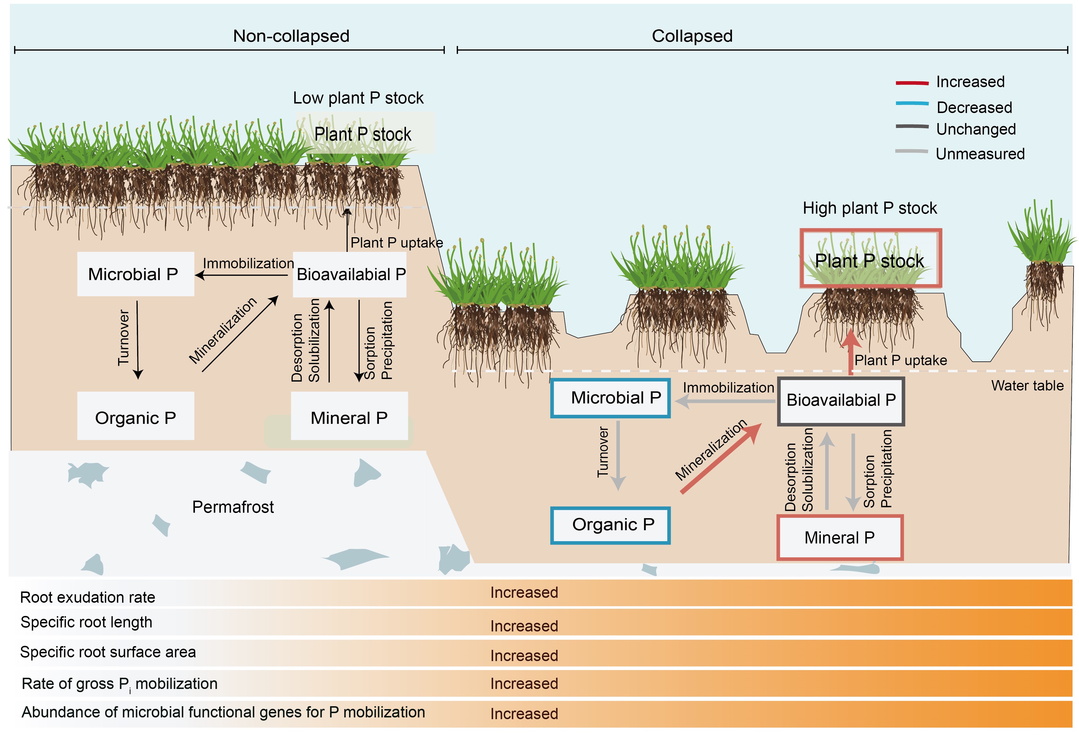 Abrupt Permafrost Thaw Accelerates Soil Phosphorus Cycling, Offsetting Carbon Release