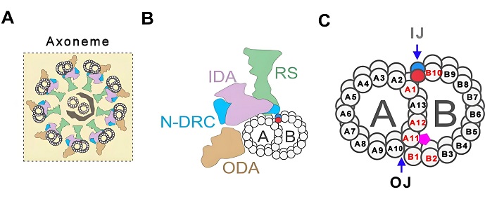 Structural Study Finds CFAP77 Complex Critical for Sperm Tail Integrity