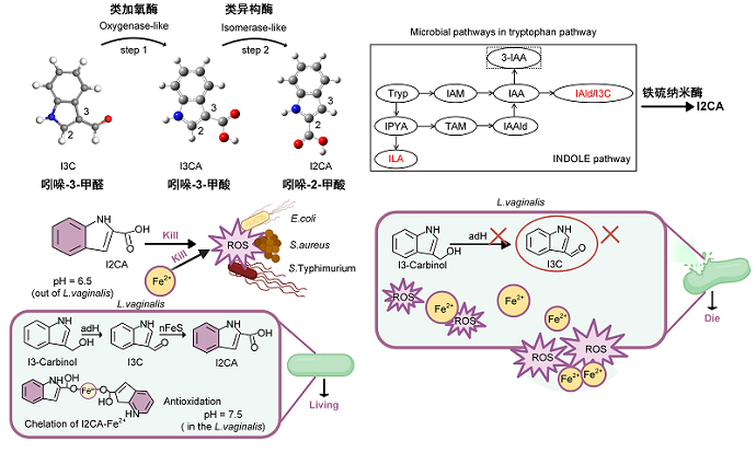 Nanozyme-Probiotic Strategy Yields Powerful New Antibacterial for Gut Infection