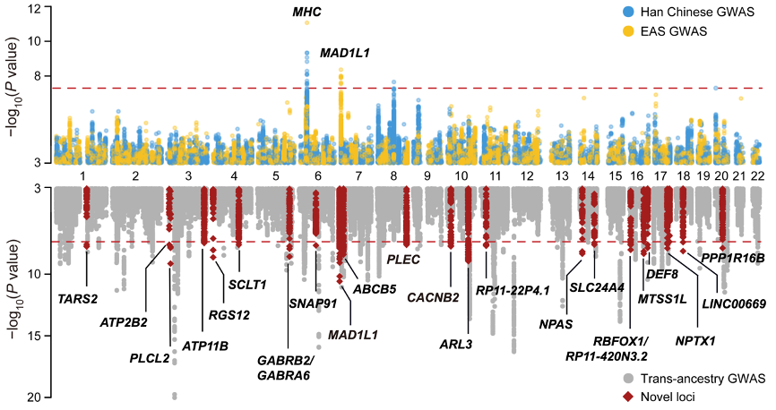 Study Reveals How Genetics Shapes Bipolar Disorder Across Ancestral Diversities
