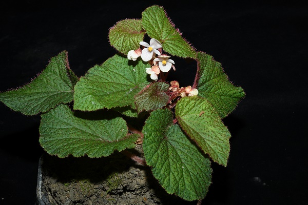 New Species of <em>Begonia</em> Found in Guangxi