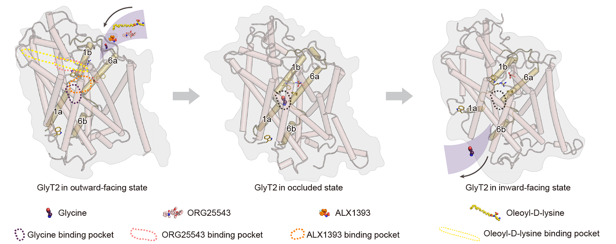 High-Resolution GlyT2 Structures Point to Non-Opioid Analgesic Options