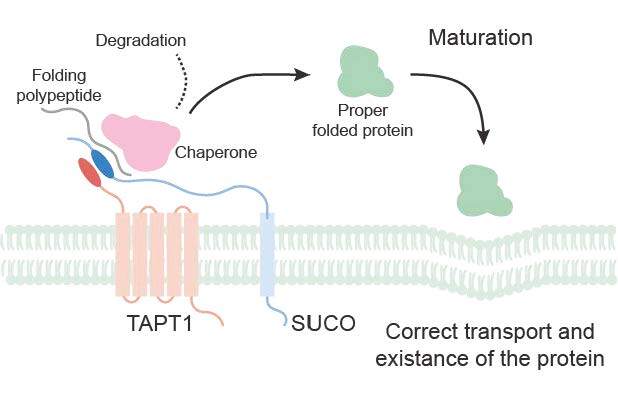 Researchers Identify Tapt1 Gene as Essential Maintainer of Protein Synthesis and Brain Development