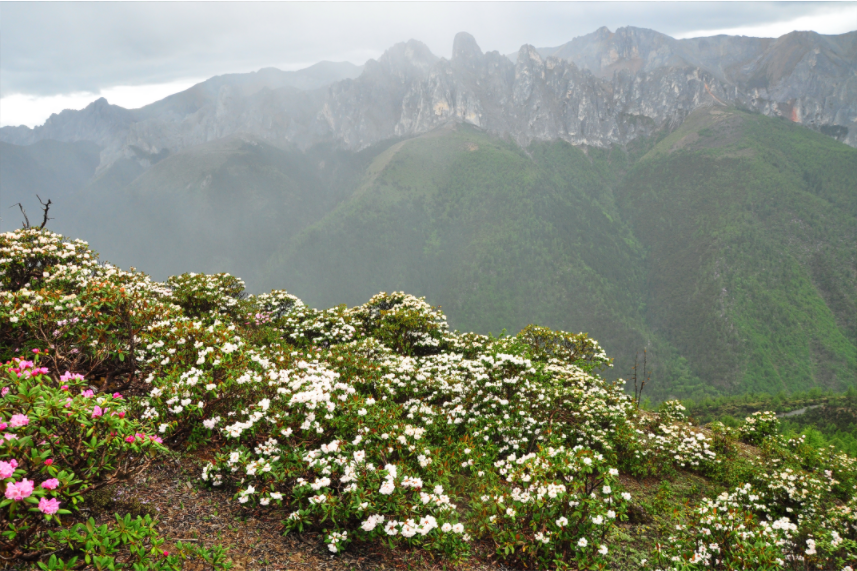 Researchers Show Impact of Mountain Building and Climate Change on Alpine Biodiversity