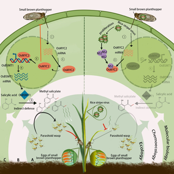 イネウイルスが植物防御を操作し昆虫ベクターを保護する仕組みを解明（New Study Uncovers How Rice Viruses Manipulate Plant Defenses to Protect Insect Vectors）