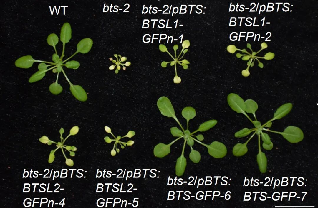 植物における鉄バランス制御のタンパク質ネットワークを解明 (How Protein Network Cooperatively Regulates Iron Balance in Plants)