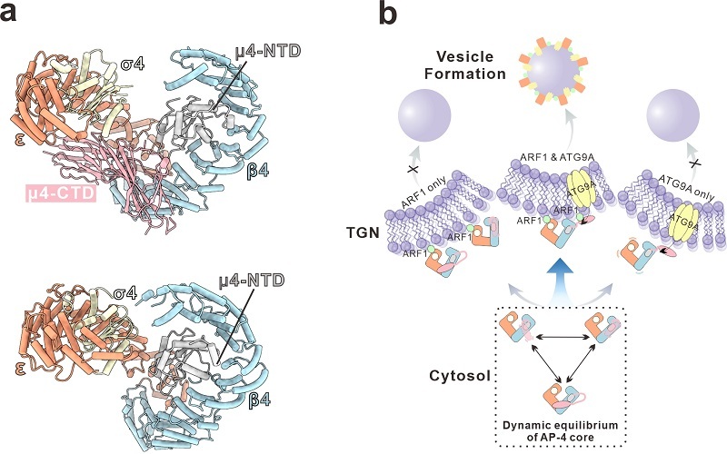 クライオ電子顕微鏡によりAP-4膜輸送の構造動態を解明 (Cryo-EM Structures Reveal Conformational Dynamics Behind AP-4 Membrane Trafficking)