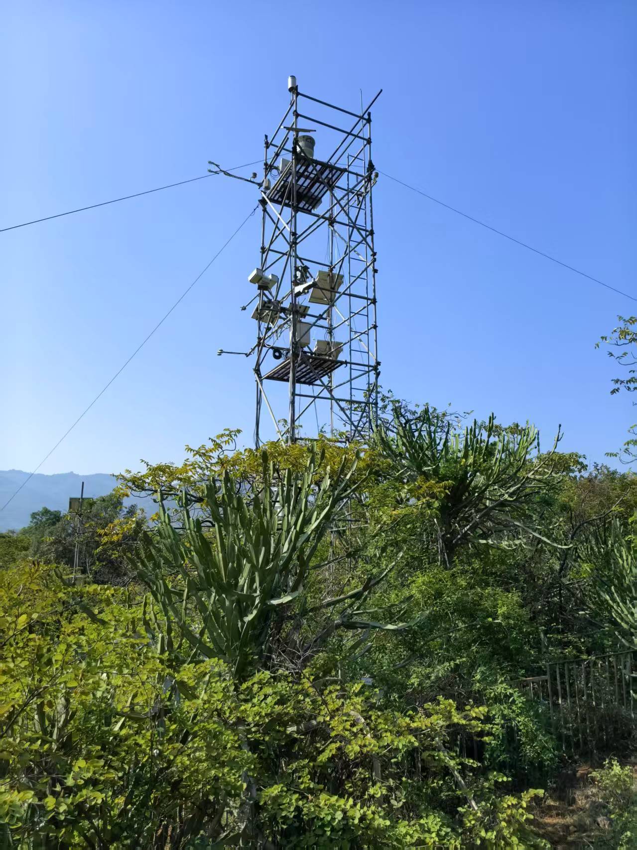 極端な干ばつがサバンナ植生に長期的変化をもたらすことを解明 （Extreme Droughts Cause Long-term Changes in Savanna Vegetation）