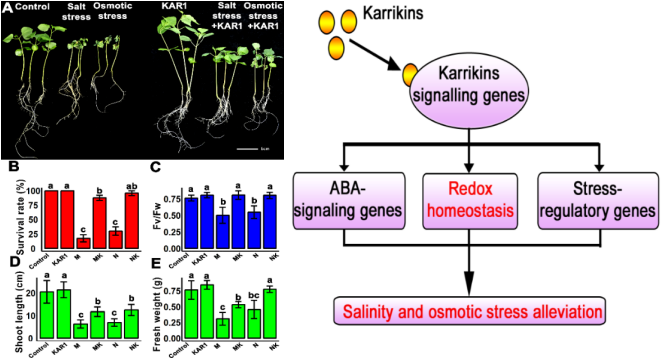 karrikins in the regulation of stress tolerance in Sapium sebiferum.png