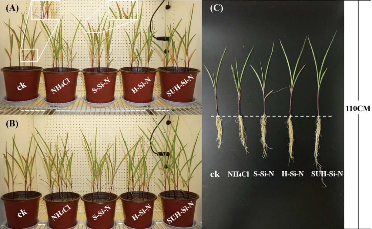 Urchin-shaped Nanomaterials Improve Utilization Rate of Foliar Fertilizer