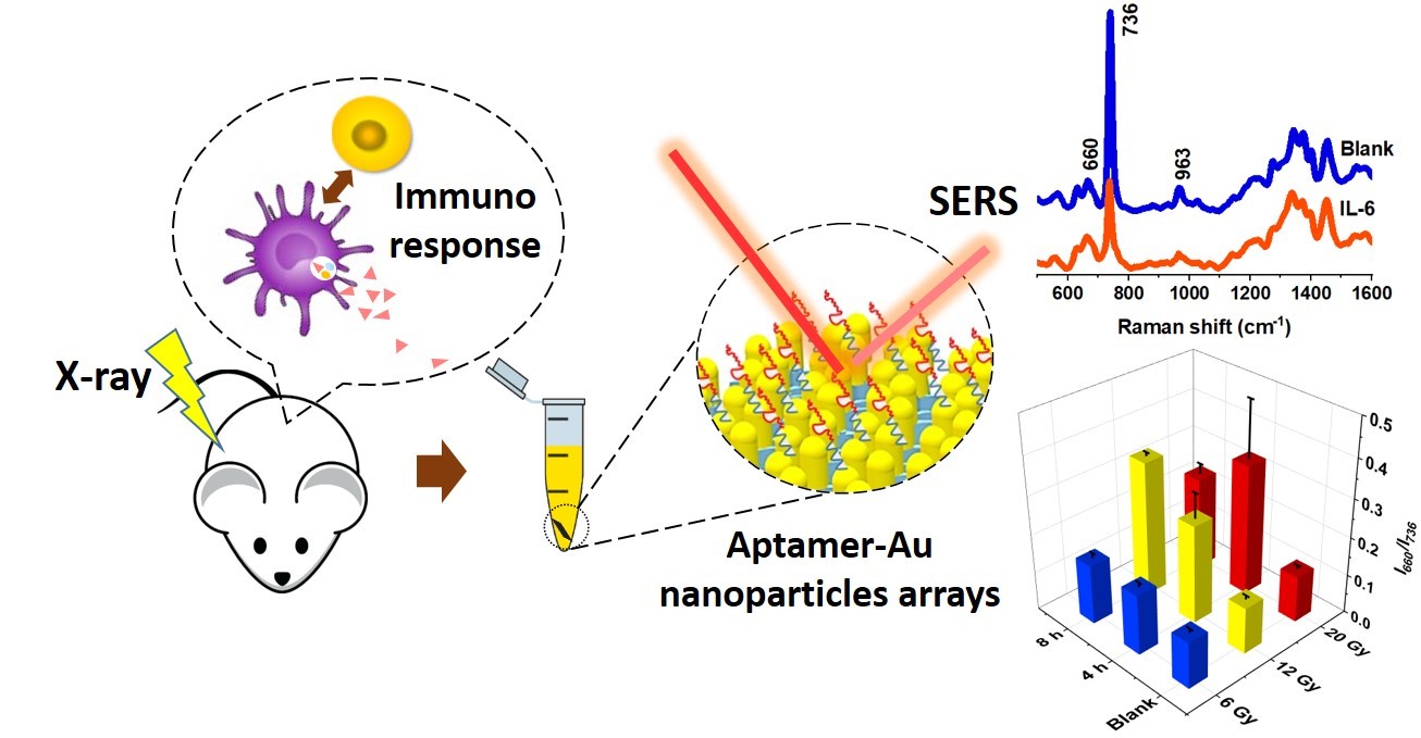 Schematic plot for SERS detection of IL-6