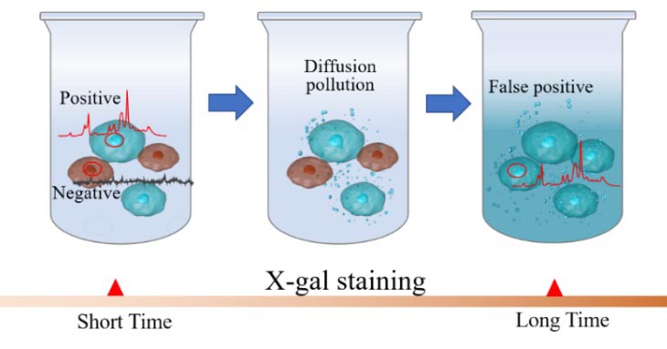 schematic of the strategy to improve the reliability by shortening staining times