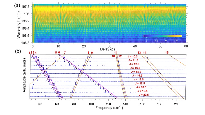 Rotational Coherence Spectroscopy Contributes to Measuring Fine Structures of Molecular Ions