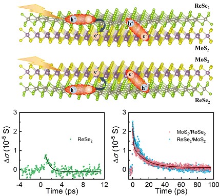 Researchers Identify Ultrafast Dynamics in Monolayer MoS<SUB>2</SUB>/ReSe<SUB>2</SUB> Heterostructures