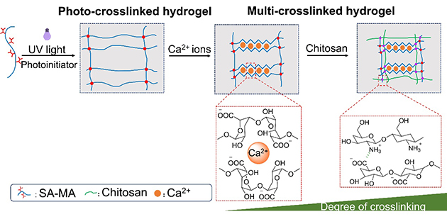 Researchers Prepare 4D-printed Dual Stimulus Responsive Alginate Hydrogel