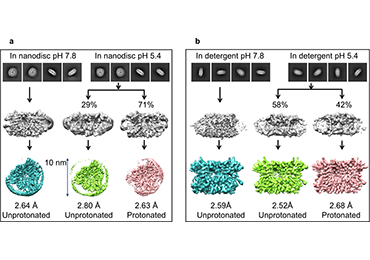 Cryo-EM structures for LHCII