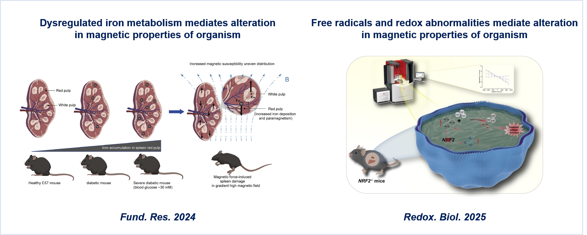 Magnetic Properties of Mice Revealed in Response to Physiological and Pathological Conditions