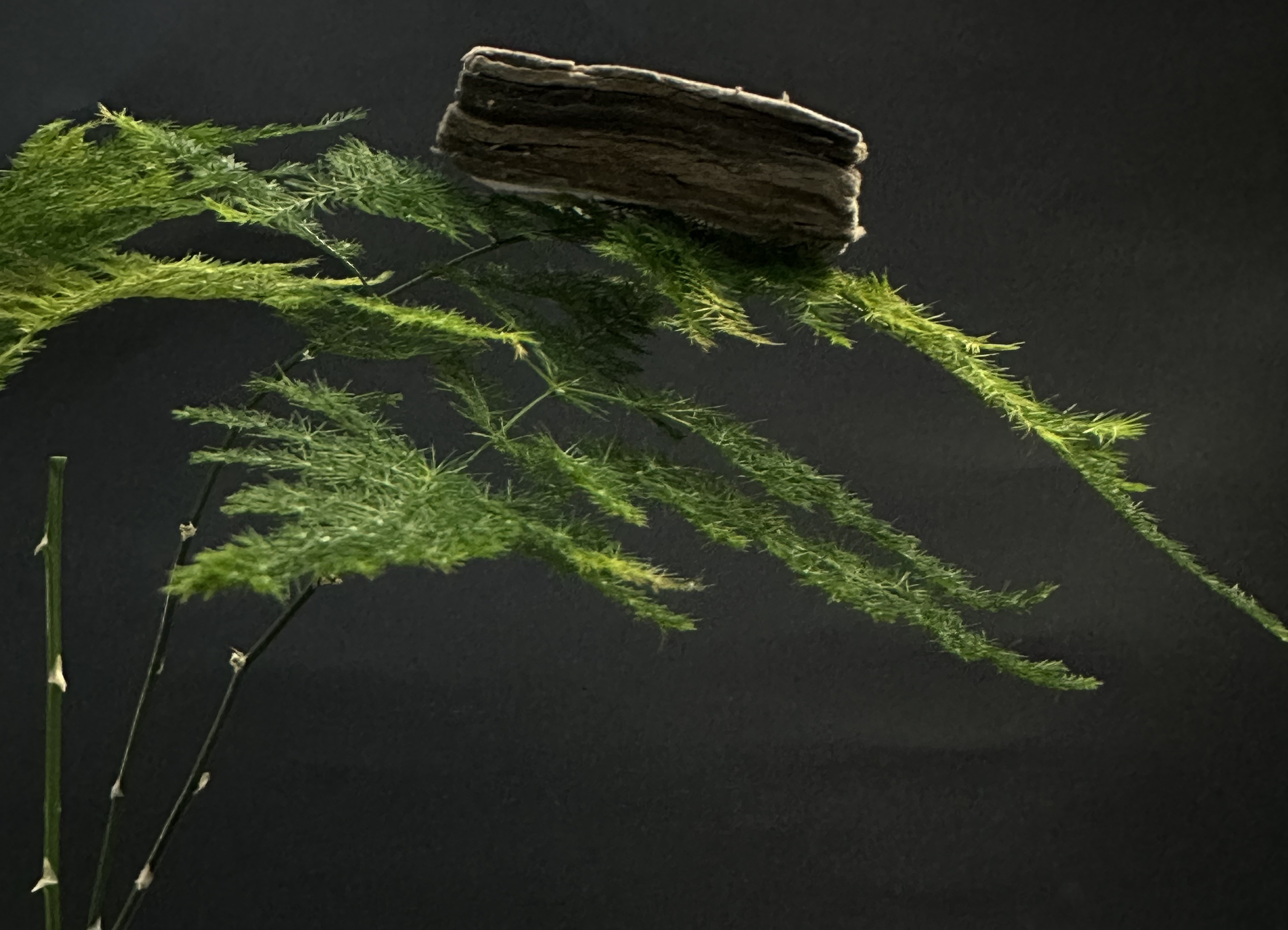 Nature-inspired Ceramic Fiber Aerogels Offer Breakthrough in Thermal Insulation&nbsp;