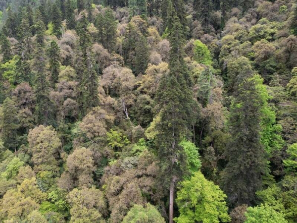 83.2 Meters! China's Tallest Tree Discovered in Tibet