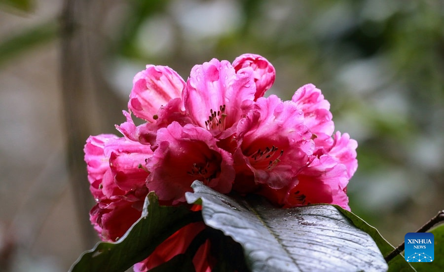 rhododendron phaeochrysum var agglutinatum species flower bloom blossom  spring Stock Photo - Alamy